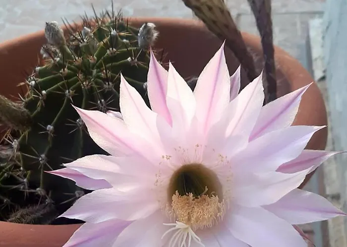 το σπίτι της μυρσίνης