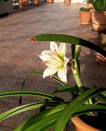 το σπίτι της μυρσίνης