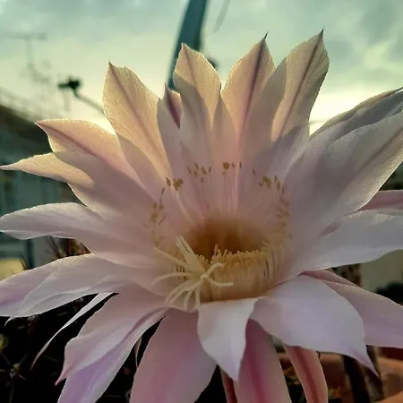 Appartement το σπίτι της μυρσίνης