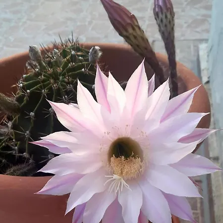 το σπίτι της μυρσίνης